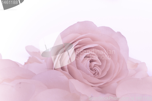 Image of pink rose macro