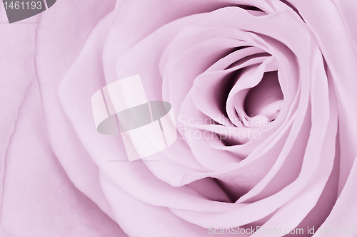 Image of violet rose close up