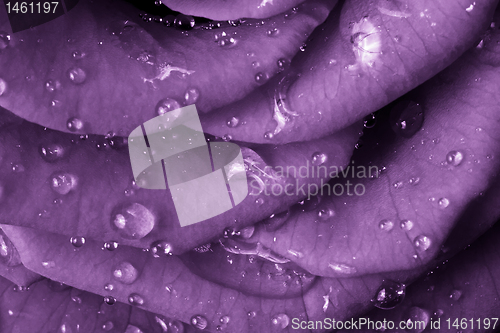 Image of violet rose