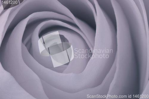 Image of rose macro