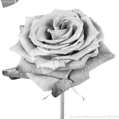 Image of white rose