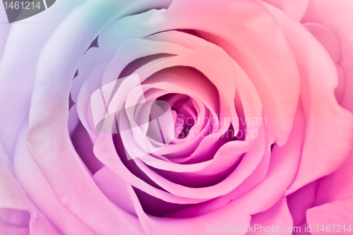 Image of multicolor rose