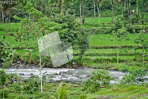 Image of rice fields in Bali, Indonesia