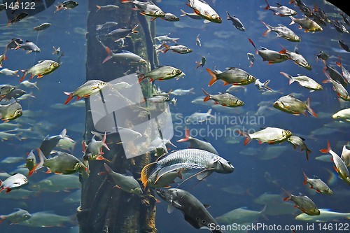 Image of Group of Fishes