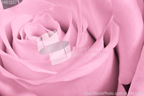 Image of pink rose close up