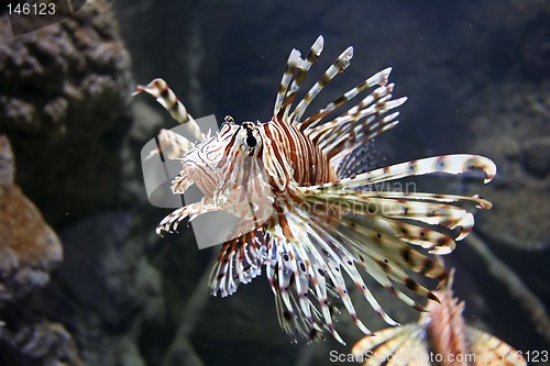 Image of Lion Fish