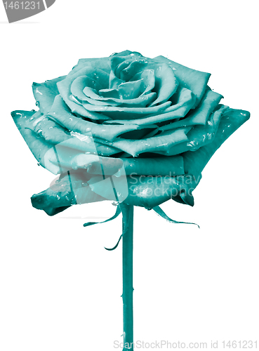 Image of rose petals