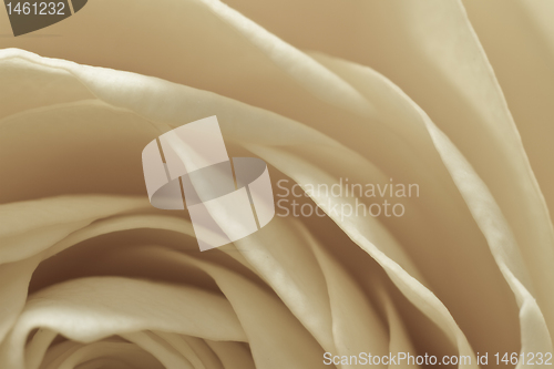 Image of white rose macro