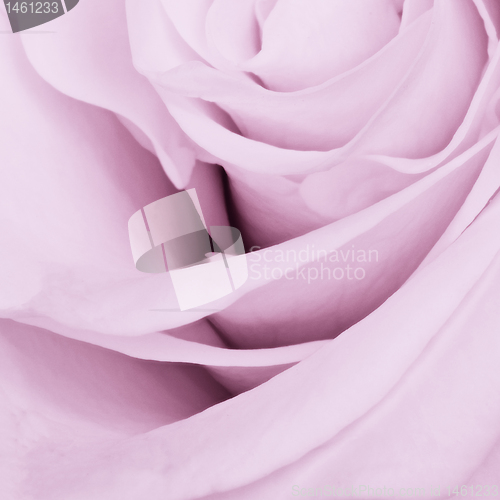 Image of violet rose close up