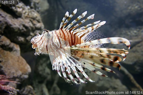 Image of Lion Fish