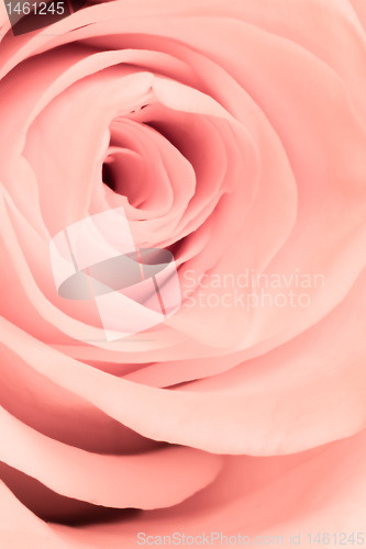 Image of pink rose close up