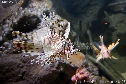 Image of Lion Fish