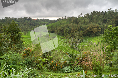 Image of rice fields in Bali, Indonesia