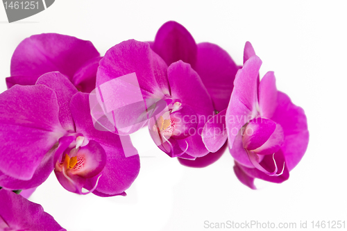 Image of pink orchid