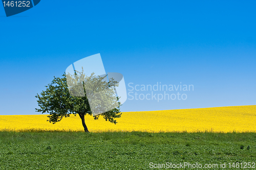 Image of rape field