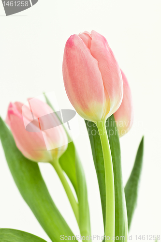 Image of orange tulips