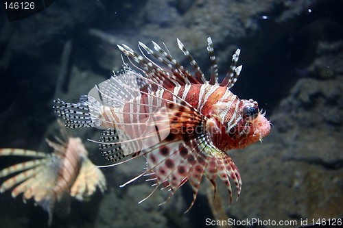 Image of Lion Fish