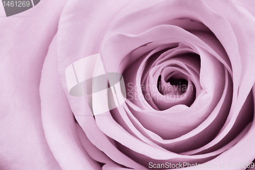 Image of violet rose close up