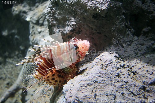 Image of Lion Fish