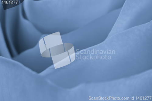 Image of blue rose macro