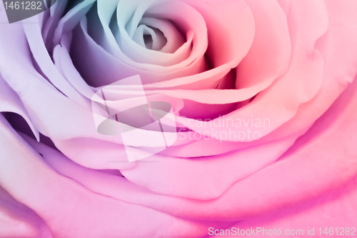 Image of multicolor rose