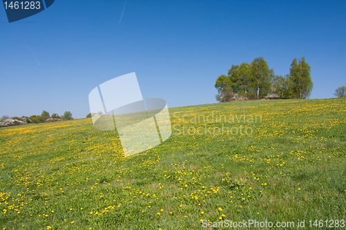 Image of grassland in the springtime