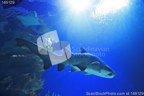 Image of Shark