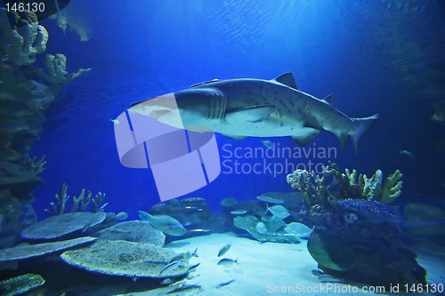 Image of Shark