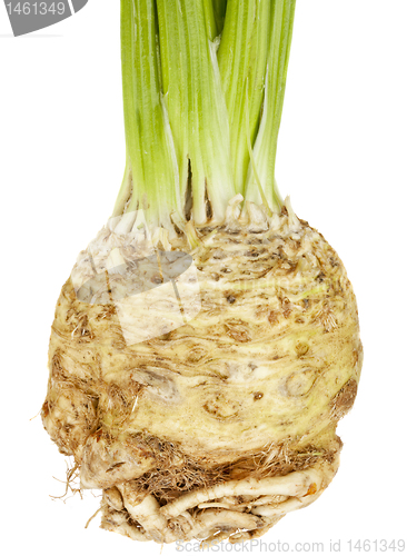 Image of celery root (celeriac)