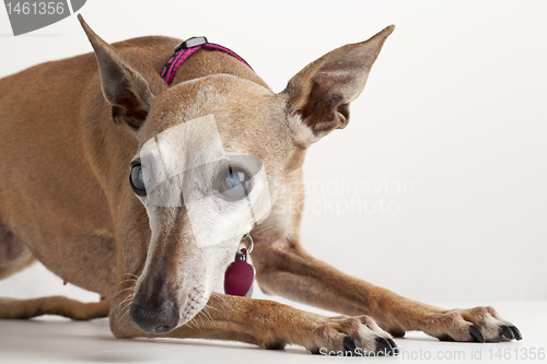 Image of old blind dog