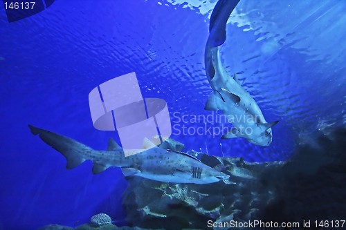 Image of Shark