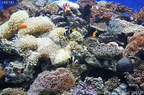 Image of Clownfish