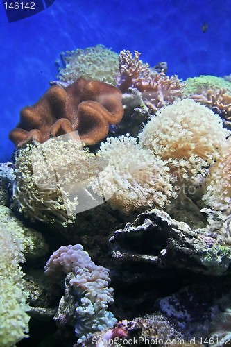 Image of Coral