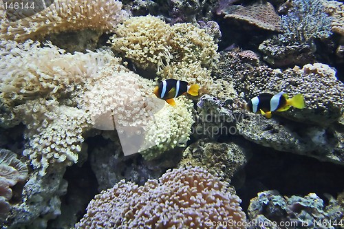 Image of Nemo fish
