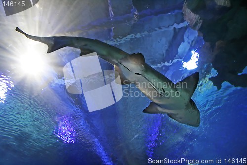 Image of Shark