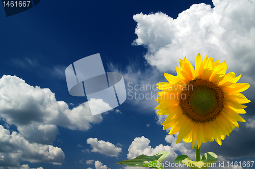 Image of Sunflower in corner