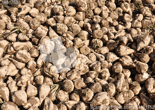 Image of Sugar beets