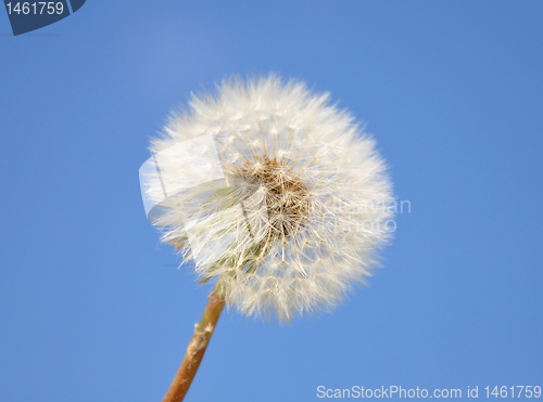 Image of Dandelion