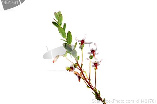 Image of Cranberry flowers (Vaccinium macrocarpon)