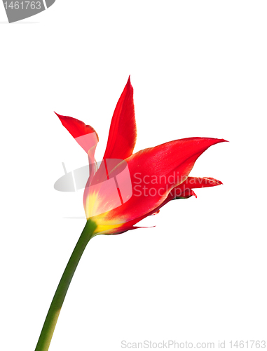 Image of Red tulip