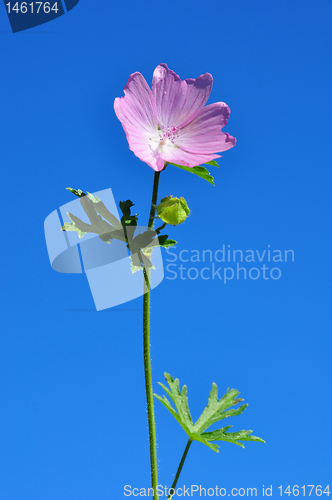 Image of Greater musk-mallow (Malva alcea)