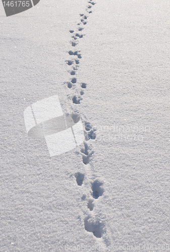 Image of Traces in snow