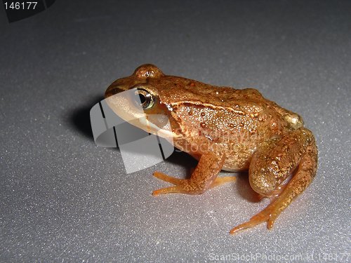 Image of Frog_1_14.08.2006