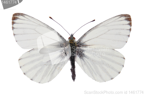 Image of Green-veined White (Pieris napi)