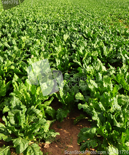 Image of Field with sugar beet