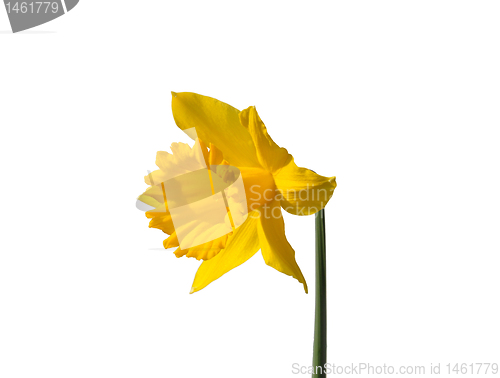 Image of Daffodil (Narcissus pseudonarcissus)