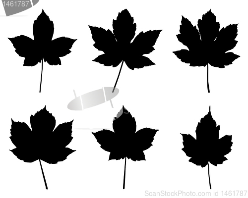 Image of Maple leaves