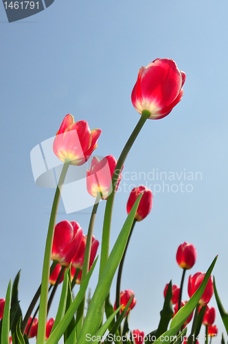 Image of Red tulips