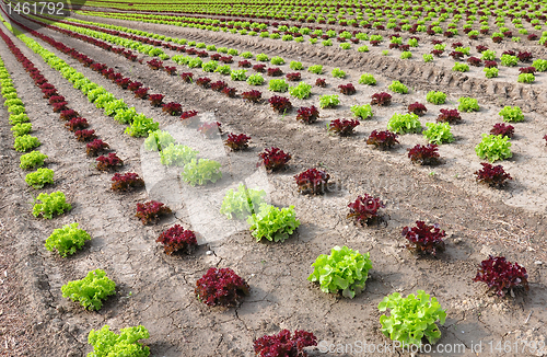 Image of Lettuce field