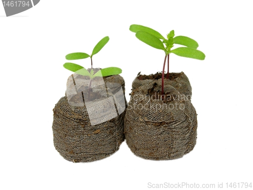 Image of Seedlings in a peat pot